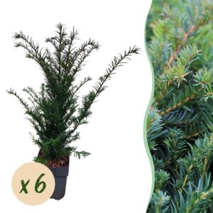 b887342d182a4f17a8891ef6c398d6207d93d12ec15b48a49f66986f2b551aac.jpg Heckenpflanzen - Taxus baccata - Blatt grün - 6 Pflanzen - 1 laufender Meter - immergrün
