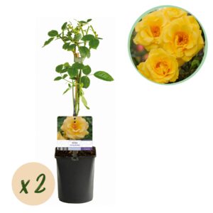 7cd09d8b8bf74f3b9c70ee83d0deeb8810213db374094a459bd1e5a83989591b.jpg Kletterrose - Rosa Spring Queen - Blüte Gelb - Pflegeleicht - 2 Pflanzen