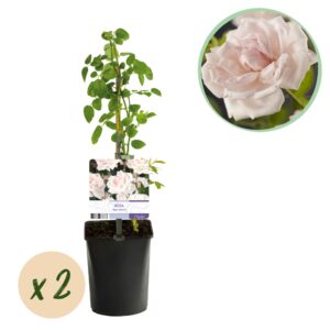 7c56377fc6f144a0a3f67016ac83ac3d6dc9e078d1704662bdddc473ba6a016f.jpg Kletterrose - Rosa New Dawn - Blüte Hellrosa - Wenig Pflege - 2 Pflanzen