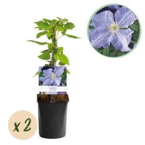 9d95b7bad6aa468e8e76c440bc8e716613db7b37a32c4abb9b4054c93c939c9e.jpg Kletterpflanze - Clematis Blue Angel - Blüte Licht Blau - Wenig Pflege - 2 Pflanzen