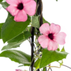 Thunbergia alata Sunny Susy Rose Sensation | 4 Stück