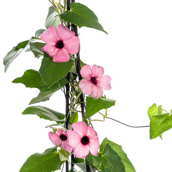 Thunbergia alata Sunny Susy Rose Sensation | 4 Stück