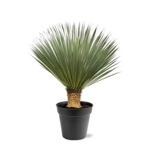 9c2014785d494d15be1389a17ce142800c703e870a2346bba21405c738d47fe4.jpg Yucca Rostrata