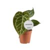 Anthurium Crystallinum