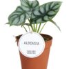 897c76de7515459c8fea26022b78a6b7ef5e0150a2cf42d391cdc82f2520dfd0.jpg Alocasia Silberdrache