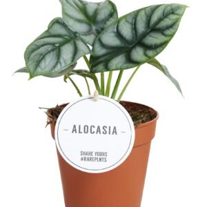 Alocasia Silberdrache