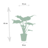 Alocosia Pflanzenset - Alocasia Zebrina - Alocasia Cucullata - Alocasia Lauterbachiana
