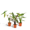 Alocosia Pflanzenset - Alocasia Zebrina - Alocasia Cucullata - Alocasia Lauterbachiana
