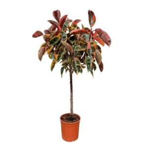 Ficus Elastica Belize am Stiel