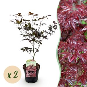 42cbc2b0dba3454187df34ffeebf8881e3355787c7564dc7868d241f9ba2d042.jpg Terrassenpflanze - Japanischer Ahorn - Acer palmatum Sangokaku - Grün - 2 Pflanzen - Laubabwerfend
