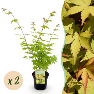 948311f12ee547b298e5d17dd5f784c6ae4602c8a44f4d39931461e197cc5c0e.jpg Terrassenpflanze - Japanischer Ahorn - Acer palmatum Summergold - Gelb - 2 Pflanzen - Laubabwerfend