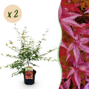 8935259b591b42d88489ddbbd41fdbe2aafc76f520d84e40a568b14d22e885c0.jpg Terrassenpflanze - Japanischer Ahorn - Acer palmatum Pink Dwarf - Pink - 2 Pflanzen - Laubabwerfend