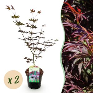 d7de8878c9af493988a5e73369ae73156ed760d32afe467d99bb3c61b442ca8e.jpg Terrassenpflanze - Japanischer Ahorn - Acer palmatum Trompenburg -Dunkellila - 2 Pflanzen - Laubabwerfend