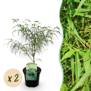 7f7552427af445a8997cb6835ff0532499ecf330cf2b42d0910b1505b8a0cd06.jpg Terrassenpflanze - Japanischer Ahorn - Acer palmatum Koto-no-ito - Grün - 2 Pflanzen - Laubabwerfend