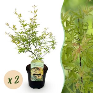 6e12fec763134aa8b0c15a9f31f20f23cc40f1c366a046f5bad57153f83a72d8.jpg Terrassenpflanze - Japanischer Ahorn - Acer palmatum Methamorphosa - Grün - 2 Pflanzen - Laubabwerfend
