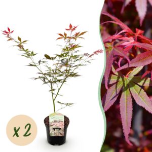 12b6b537be214b999be39955695599ee6e29c3723a4c4614adbff307dda30e9f.jpg Terrassenpflanze - Japanischer Ahorn - Acer palmatum Sumi-nagashi - Rot - 2 Pflanzen - Laubabwerfend