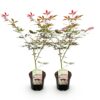 Terrassenpflanze - Japanischer Ahorn - Acer palmatum Sumi-nagashi - Rot - 2 Pflanzen - Laubabwerfend