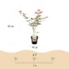 Terrassenpflanze - Japanischer Ahorn - Acer palmatum Sumi-nagashi - Rot - 2 Pflanzen - Laubabwerfend