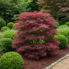 Terrassenpflanze - Japanischer Ahorn - Acer palmatum Sumi-nagashi - Rot - 2 Pflanzen - Laubabwerfend