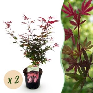 02abd90eb25847ac98826be7e224caa712ecafdafbba45798ec1c4a2fa041a49.jpg Terrassenpflanze - Japanischer Ahorn - Acer palmatum Shaina - Rot - 2 Pflanzen - Laubabwerfend