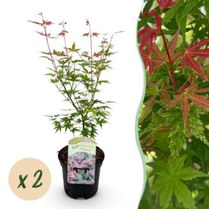 efc935fc45544218a42d3719b7ef2e54fca9c716e4d84546b32bf7424cf6e858.jpg Terrassenpflanze - Japanischer Ahorn - Acer palmatum Phoenix - Rosa - 2 Pflanzen - Laubabwerfend