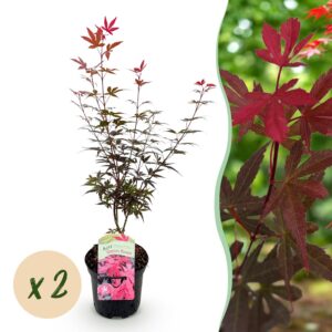 0aa8bd833c724e7ab2c01a599a9133024baedfde6e94479b868c442c09c087b2.jpg Terrassenpflanze - Japanischer Ahorn - Acer palmatum Skeetsers Broom - Violett - 2 Pflanzen - Laubabwerfend