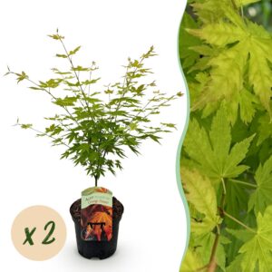 923c1c31699f406baa06e2620b33ec744a232a6cf938412b967624d25140d236.jpg Terrassenpflanze - Japanischer Ahorn - Acer palmatum Orange Dream - Orange - 2 Pflanzen - Laubabwerfend