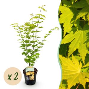 e1566467075c4e648ef45bc8fb20f73cddbf8a89ee974907892fb1f23ea006f7.jpg Terrassenpflanze - Japanischer Ahorn - Acer palmatum Jordan - Gelb - 2 Pflanzen - Laubabwerfend