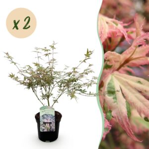 595b2bed489549b081fb07284276edc77abe79fbd36d46f3af4dc5e5b1a225e8.jpg Terrassenpflanze - Japanischer Ahorn - Acer palmatum Iyoshi - Rosa - 2 Pflanzen - Laubabwerfend