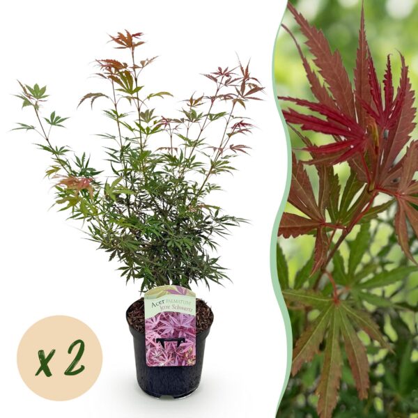 Terrassenpflanze - Japanischer Ahorn - Acer palmatum Jerre Swarts - Dunkelrot - 2 Pflanzen - Laubabwerfend
