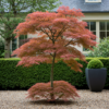 Terrassenpflanze - Japanischer Ahorn - Acer palmatum Jerre Swarts - Dunkelrot - 2 Pflanzen - Laubabwerfend
