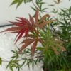 Terrassenpflanze - Japanischer Ahorn - Acer palmatum Jerre Swarts - Dunkelrot - 2 Pflanzen - Laubabwerfend