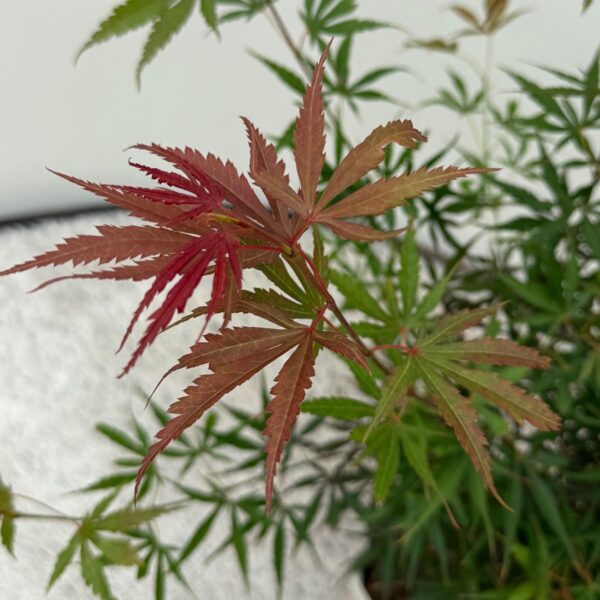 Terrassenpflanze - Japanischer Ahorn - Acer palmatum Jerre Swarts - Dunkelrot - 2 Pflanzen - Laubabwerfend