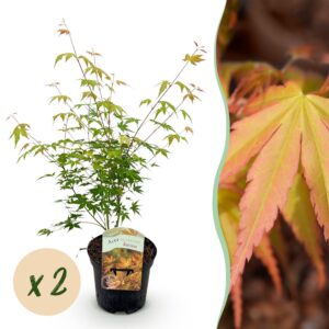 7496749f93e54d1c9e043576a2b38d712c3e3a4c76684fbb915f8574c49c5d52.jpg Terrassenpflanze - Japanischer Ahorn - Acer palmatum Katsura - Orange - 2 Pflanzen - Laubabwerfend