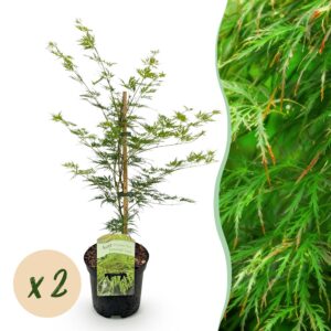 b724bca6abbf42808eff417886adcb651a2112d583ed4a919f57d733fbeef334.jpg Terrassenpflanze - Japanischer Ahorn - Acer palmatum Emerald Lace - Grün - 2 Pflanzen - Laubabwerfend
