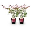 Terrassenpflanze - Japanischer Ahorn - Acer palmatum Beni Maiko - Rot - 2 Pflanzen - Laubabwerfend