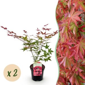 c75ac1878b0e42c493d2887582cc9e6392f0e16ae8c84d3ebfbca6c455a2d0e2.jpg Terrassenpflanze - Japanischer Ahorn - Acer palmatum Beni Maiko - Rot - 2 Pflanzen - Laubabwerfend