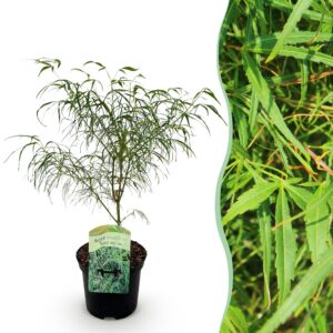 8f5cac735c594db69ec09105a6acf749613003cc36644c5c93fa17df8d4c57c8.jpg Terrassenpflanze - Japanischer Ahorn - Acer palmatum Koto-no-ito - Grün - 1 Pflanze - Laubabwerfend