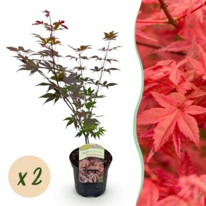 c8db17c8904f473998152e7b4aae741bbac6b23926314443a134366e6b1b42d7.jpg Terrassenpflanze - Japanischer Ahorn - Acer palmatum Atropurpureum - Lila - 2 Pflanzen - Laubabwerfend