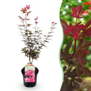 524b1f0376dc4fe2bc344a732226f7eb96ccfec54c52485494b60d97a42eee2e.jpg Terrassenpflanze - Japanischer Ahorn - Acer palmatum Skeetsers Broom - Violett - 1 Pflanze - Laubabwerfend