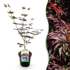 bf5025f158c749d2a73c93b73fcbb7aa2583fb760172450d86856d4f82d56467.jpg Terrassenpflanze - Japanischer Ahorn - Acer palmatum Trompenburg -Dunkellila - 1 Pflanze - Laubabwerfend