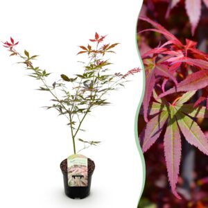 3296a4fb41a34ea3ba4d27436abe6fc08e253d8266494ade93594fa9f5851549.jpg Terrassenpflanze - Japanischer Ahorn - Acer palmatum Sumi-nagashi - Rot - 1 Pflanze - Laubabwerfend