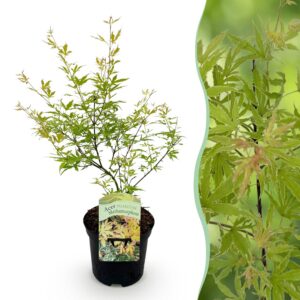 a809d5ef572c4d8f8e5633ac322a294fe607177805694528bd34d9f777e76401.jpg Terrassenpflanze - Japanischer Ahorn - Acer palmatum Methamorphosa - Grün - 1 Pflanze - Laubabwerfend