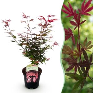 66c70213b62946e787eb9b35d327ebf6943fd70ae3504d828470f98da0997d67.jpg Terrassenpflanze - Japanischer Ahorn - Acer palmatum Shaina - Rot - 1 Pflanze - Laubabwerfend