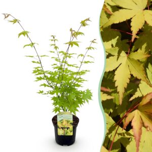 b49493d9d7cd4eff89c1a0d07a41ebb1908fb5ec5df54daaaa50dbff02c7f93e.jpg Terrassenpflanze - Japanischer Ahorn - Acer palmatum Summergold - Gelb - 1 Pflanze - Laubabwerfend