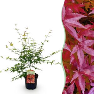 45335f469015485888c86dcdda23b1d6b3a8cd03478c42c2b546bfe50aa0eae9.jpg Terrassenpflanze - Japanischer Ahorn - Acer palmatum Pink Dwarf - Pink - 1 Pflanze - Laubabwerfend