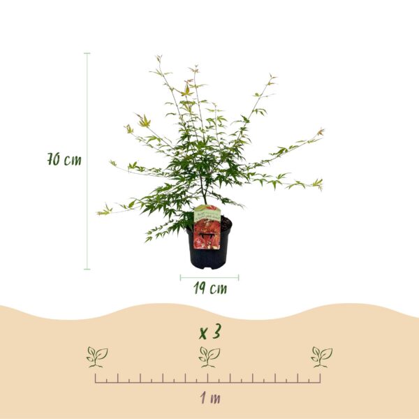 Terrassenpflanze - Japanischer Ahorn - Acer palmatum Pink Dwarf - Pink - 1 Pflanze - Laubabwerfend