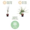 Terrassenpflanze - Japanischer Ahorn - Acer palmatum Pink Dwarf - Pink - 1 Pflanze - Laubabwerfend