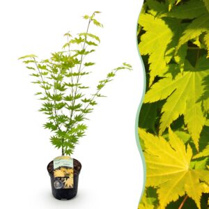 adc19e2cc5d9416db74a41d9b81e180776122e040a48482aa5cb64fbbcf8a978.jpg Terrassenpflanze - Japanischer Ahorn - Acer palmatum Jordan - Gelb - 1 Pflanze - Laubabwerfend