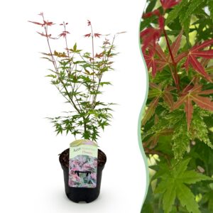 e7beae6bf2e7466aa4d73e14ea2a76895712be44409845d187c7df7f5f1efb9e.jpg Terrassenpflanze - Japanischer Ahorn - Acer palmatum Phoenix - Rosa - 1 Pflanze - Laubabwerfend